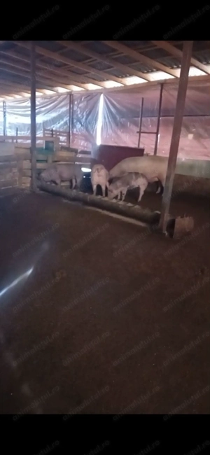 Vand porci mari - imagine 2