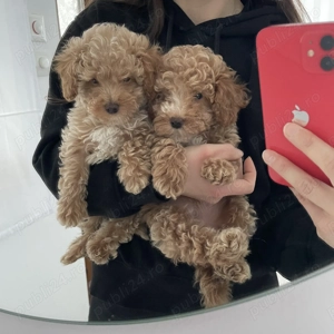 Caniche pudel  - imagine 3