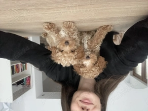 Pudel caniche roșcat apricot  - imagine 3