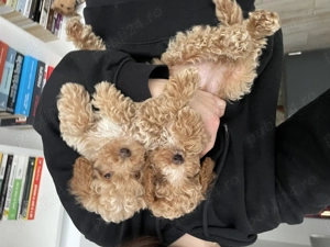 Pudel caniche roșcat apricot  - imagine 4