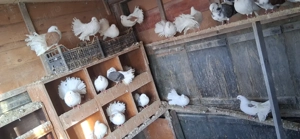 Porumbei infoiați - imagine 4