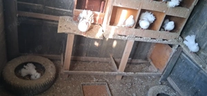 Porumbei infoiați - imagine 3