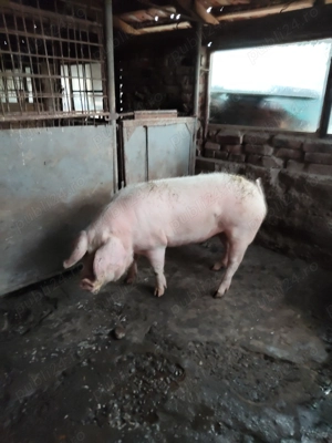 Porc sacrificat - imagine 2