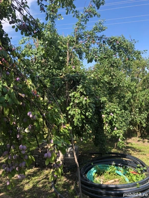 tuica prune - imagine 2