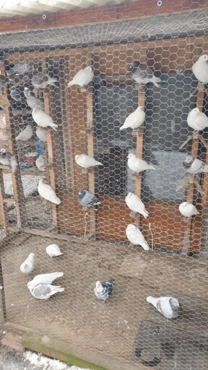 Ocazie! Vand porumbei voiajori albi si voiajori de concurs! - imagine 2