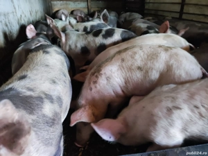 Godaci de vanzare - imagine 2