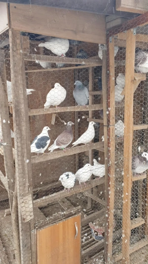 Ocazie! Vand porumbei voiajori albi si voiajori de concurs! - imagine 4