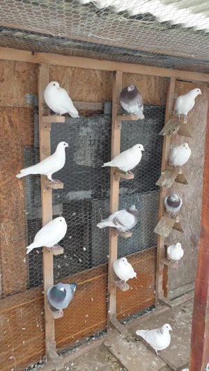 Ocazie! Vand porumbei voiajori albi si voiajori de concurs! - imagine 3