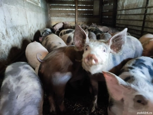 Godaci de vanzare - imagine 3