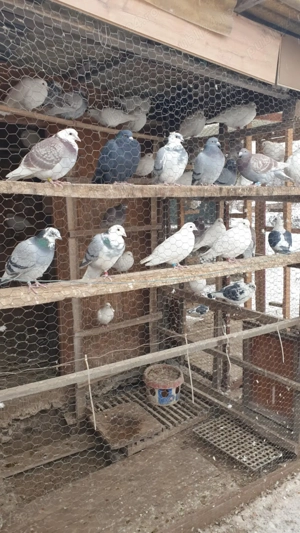 Ocazie! Vand porumbei voiajori albi si voiajori de concurs! - imagine 5