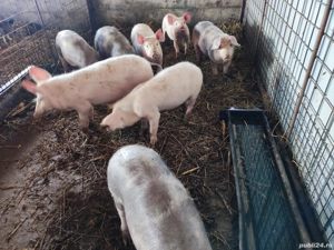 Godaci de vanzare - imagine 4