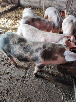 Godaci de vanzare - imagine 5