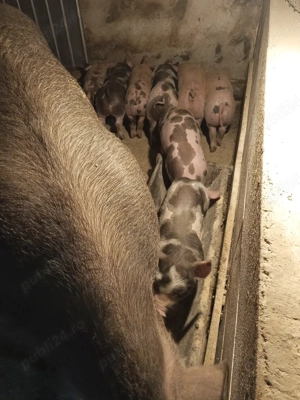 vand purcei - imagine 5