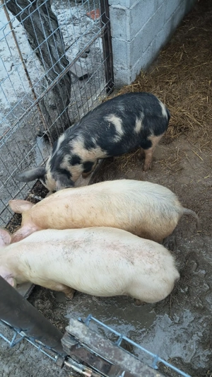 Porci si grasuni - imagine 2