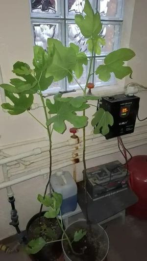 smochini svinita fruct mov