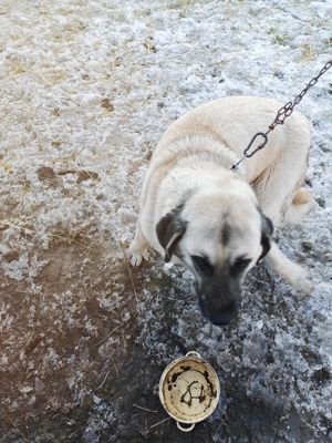 vand două catele - imagine 4