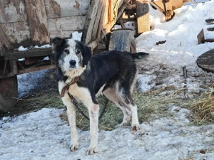 vand două catele - imagine 2