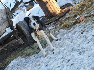 vand două catele - imagine 3