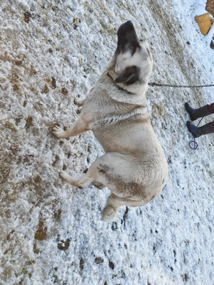 vand două catele - imagine 5