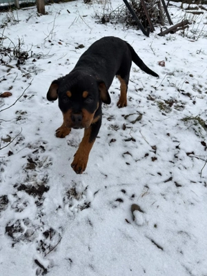 Pui de rottweiler - imagine 2