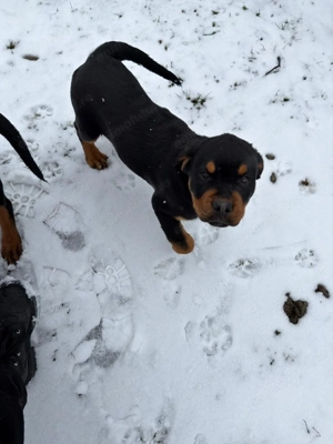 Pui de rottweiler - imagine 3