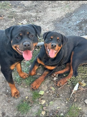 Pui de rottweiler - imagine 4