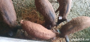 purcei mangalița - imagine 3