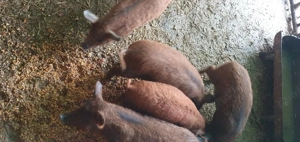 purcei mangalița - imagine 5