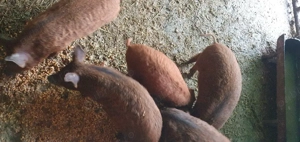 purcei mangalița - imagine 6