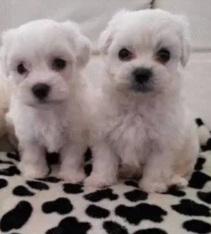 Bichon Maltese Toy 