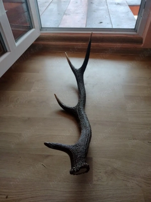 vand CORN  cu  4 raze 90 cm - imagine 2