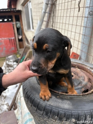 Catei Jagdterrier - imagine 2