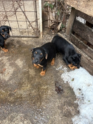 Catei Jagdterrier - imagine 3