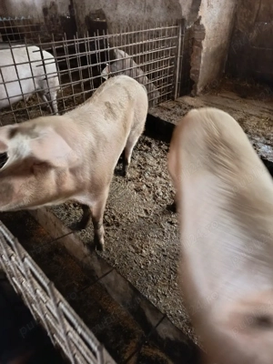 vand porci - imagine 3