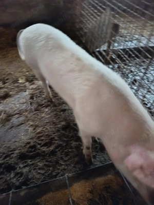 vand porci - imagine 2