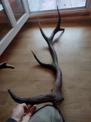 vand   CORN       - imagine 4