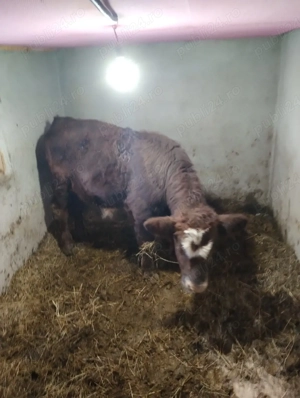 Vând tăuraș Limousine.