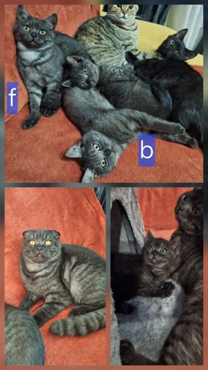 British scotish - imagine 4