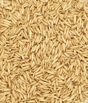 Vând Ovăz producție 2025