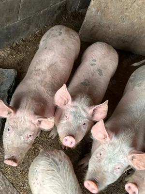 purcei de vanzare  - imagine 2