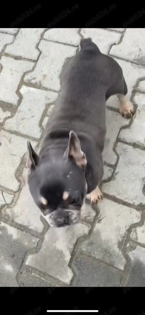 de vanzare bulldog cu pedigree  - imagine 3