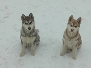 Puiuti Husky - imagine 3