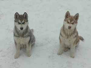 Pui husky siberian