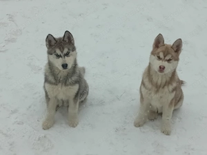 Puiuti Husky - imagine 4