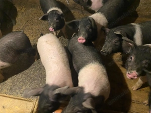 Vand purcei bazna - imagine 3