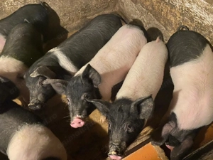 Vand purcei bazna - imagine 4