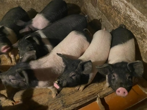 Vand purcei bazna - imagine 2