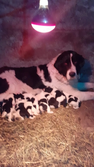 CRB.7Saptamani  - imagine 5