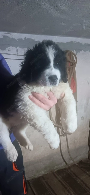 CRB.7Saptamani  - imagine 2