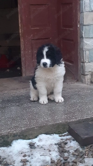 CRB.7Saptamani  - imagine 4